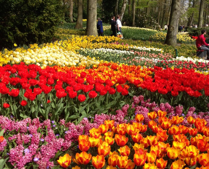 tulpaner,hyacinter keukenhof